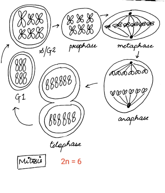 (SBOBOBBS preophase metaphase 0லலலைல DONDOⓇ (888888) anaphase telophase 2n = 6 Mitosi