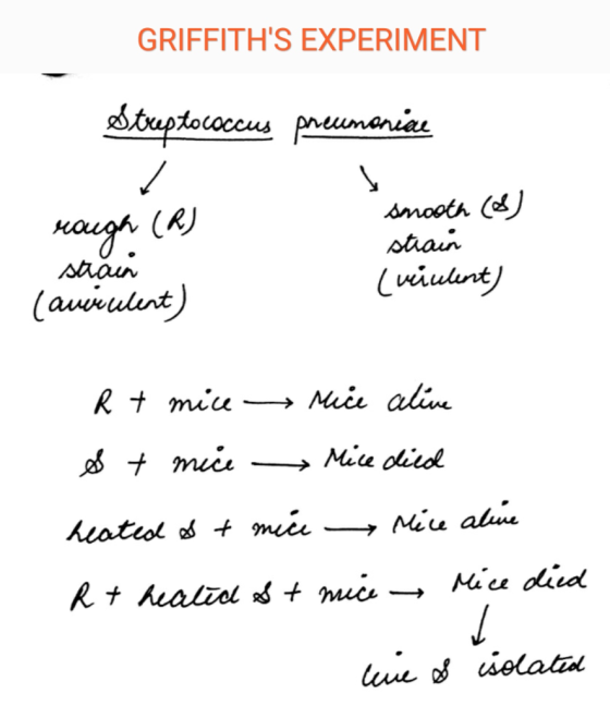 GRIFFITHS EXPERIMENT Streptococcus preumoniae nough (R) staca Lawulent) smooth (8) strain (uiculent) R + mice Mice alive S +