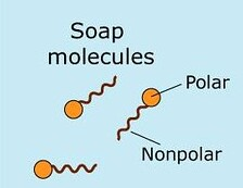 Soap molecules Polar Nonpolar