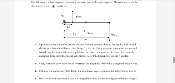 The following is a force diagram representing the lower-arm-and-weights system. The system pivots at the elbow marked with Ø