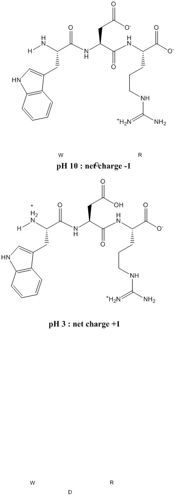 HN NH H2N NH2 R W pH 10 nePcharge - OH HN NH H2N NH2 pH 3 net charge +1 R W D