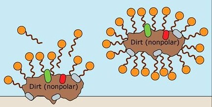 Dirt (nonpolar) Dirt (nonpolar)