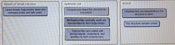 epithelial cell lacteal lumen of small intestine Lipase breaks triglycerides down into monoglycerides and fatty acids. Chylom