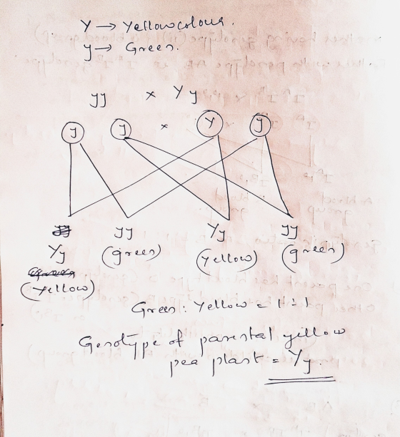 Y - Yellow colour. → Green ort over het antaloni ។។ Y your у & ។ yy Yy ។។ Yy (green) Gellows) (green) (Yellow) Green: Yellow