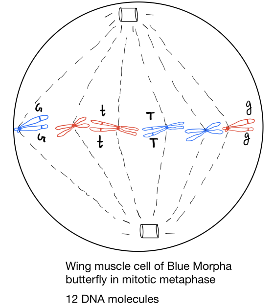 ܩܘ T Wing muscle cell of Blue Morpha butterfly in mitotic metaphase 12 DNA molecules