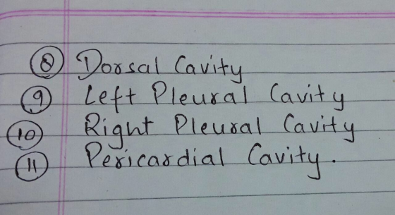 avity 9 lett Pleural Cavit y Pesicas dial Cavit Riaht Pleusal Cavit