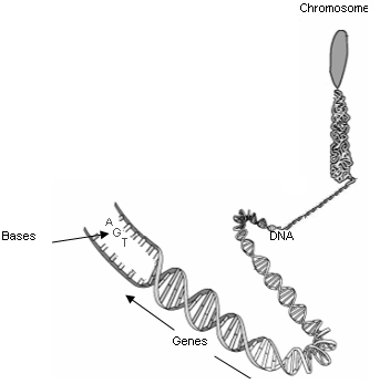 Chromosome NA Bases Genes