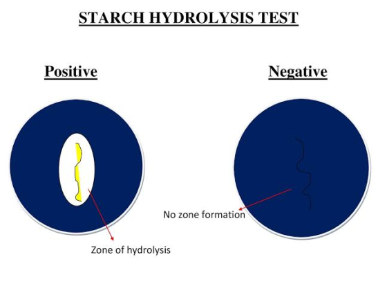 STARCH HYDROLYSIS TEST Positive Negative No zone formation Zone of hydrolysis