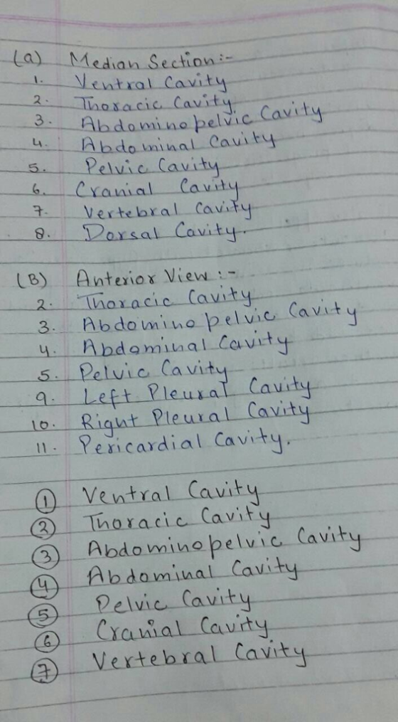 -la)--Median Sectio : し 2. Ventral-Cavity Ly Ca 3...-Vertebral. Co.v - 8 orsal Cav 2 or acic Cavity 5 Pelvic Cavit ity LB) An