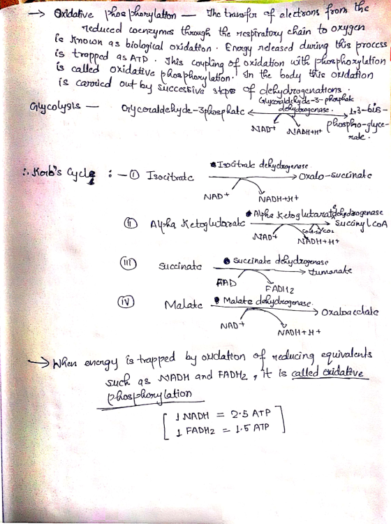 The transfer of electrons from the this Oxidative phoe thorylatten Teduced coenzymes through the respiratory chain to oxygen