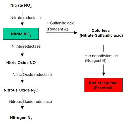 Nitrate NO3 Nitrate reductase + Sulfanilic acid (Reagent A) Nitrite NO, Colorless (Nitrate-Sulfanilic acid) Nitrite reductase