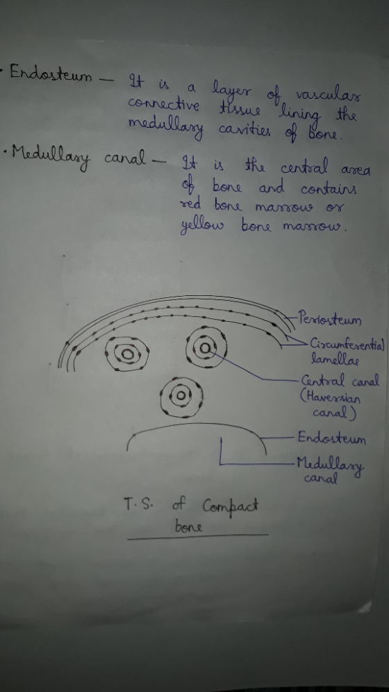 cennactive tissus the . Medullary canal.-gt込the cord al anea ch bone and contain ved bene marous or gellou bone mamow Circumf
