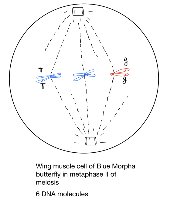 T T - - - Wing muscle cell of Blue Morpha butterfly in metaphase Il of meiosis 6 DNA molecules