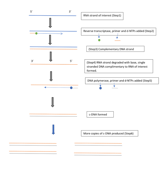 RNA strand of interest (Step1) Reverse transcriptase, primer and d-NTPs added (Step2) (Step3) Complementary DNA strand (Step4