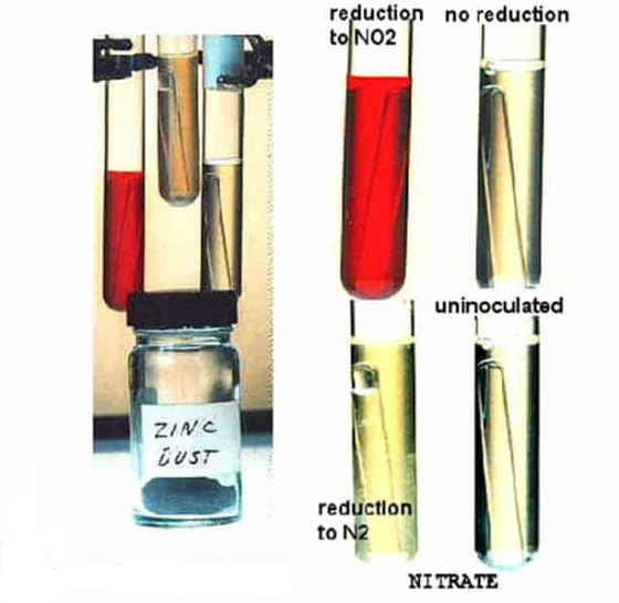reduction no reduction to NO2 uninoculated ZINC DUST reduction to N2 NITRATE