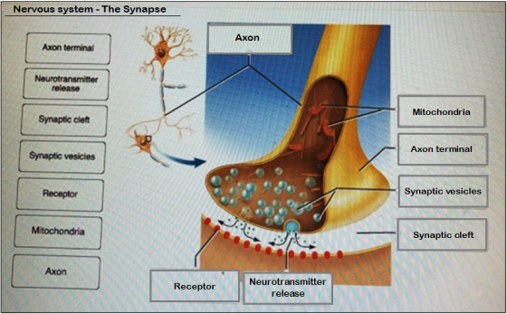 Nervous system - The Synapse Axon Axon terminal release Mitochondria Synaptic cleft Axon terminal Synaptic vesicles Receptor