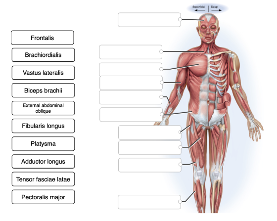 Superficial | Deep Frontalis Brachiordialis Vastus lateralis Biceps brachii External abdominal oblique Fibularis longus Platy