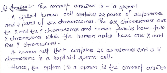 66 Answers The correct ansidero is – a sperm! A diploid human cell compaing aa pairs of autosomes and a pairs of sex chromo