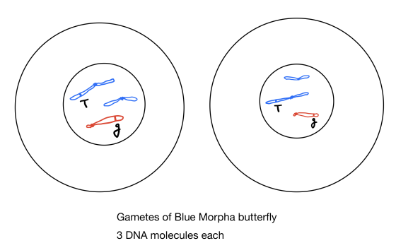 T T Gametes of Blue Morpha butterfly 3 DNA molecules each