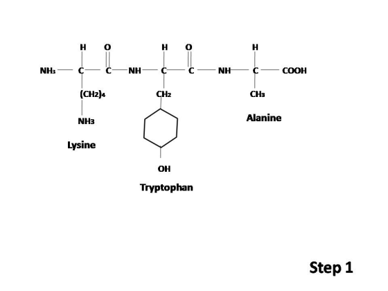 H O ?? NHa COOH (CH2)a CH2 CH3 NH3 Alanine Lysine ?? Tryptophan Step 1