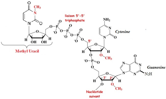 CH liaison 5-5 triphosphate NH2 Cytosine O N OH OH Methyl Uracil CH3 O-P Guanosine Nucléotide suivant