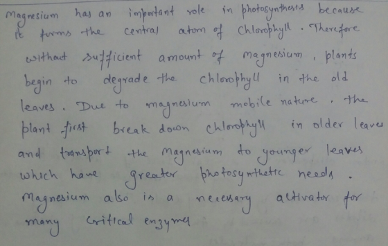 be cause Megnesium ha an imptat vole in photosymrthosrs rt -the centra, atom osithout w34icient amount maqnesium , blants beg