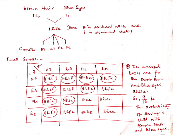Brown 1. th Hair . Blue fyes de HR Ee Here is dominant allele and E is dominant allele) . Gametes HE WE He he Square - Punett