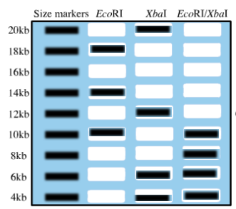 Size markers EcORI Xbal EcoRIXba 20kb l6kb 14kb 12kb 0kb 8kb 6kb 4kb