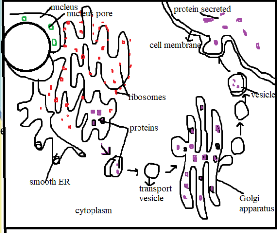 nucleus nucleus pore protein secreted ha cell membrane Tibosomes vesicle Moze proteins © smooth ER transport vesicle Golgi ap