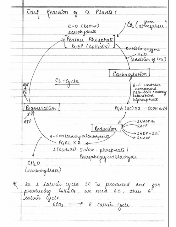 Dark Reaction of C3 Plants : from 1 Co. (atmosphere, c=0 (kerose) carbohydrate a Pentose Phosphate I RUBP (CSH 100s) to Rubis