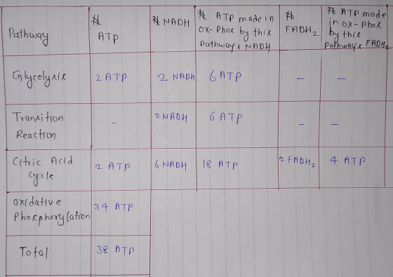 IA NADH # ATP Pathway # ATP made in ox- Phox FADH₂ by this # ATP made in OX- Phox this Pathway & NADH by Pathwayx FADHA Gly
