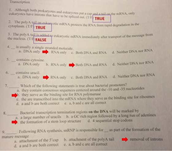 Transcription . Although both prokaryotes and eukaryotes put a cap and a tail on the mRNA, only eukaryotes have introns that