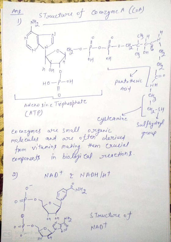 Ang structure of Coenzyme A (COA) | ) NH.. TENEMOS hu EZ- p -o-CH-C- a ello -o-p-o v 애 애 и био . Но — Р— он pantothenic / LNH