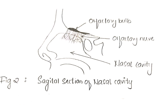 olactong bulbs I neve Xasal cavity Figuez Sagita Section og Wasat cavity
