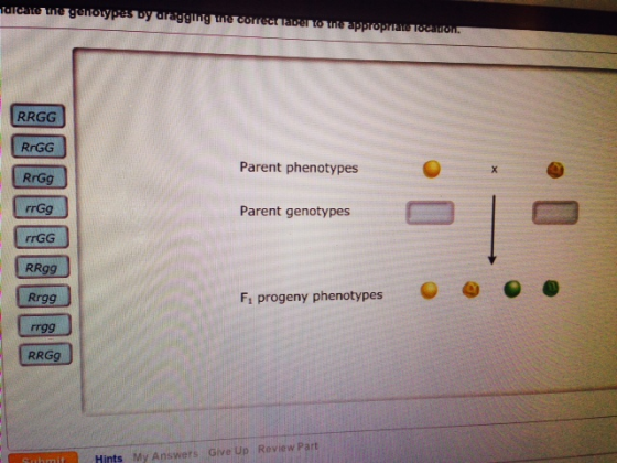 Indicate the genotypes by dragging the correct lab