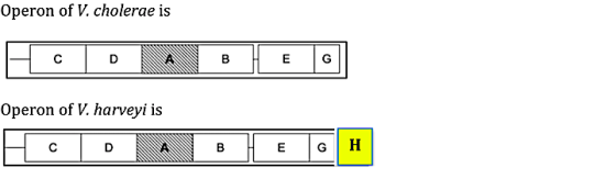 Operon of V. cholerae is HoloLABE Operon of V. harveyi is