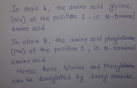 In chain A, the amino acid alycine )ly at the p0Si tipn 1, is N-termina amino acid In chain B, the amino acid phenylalanine (