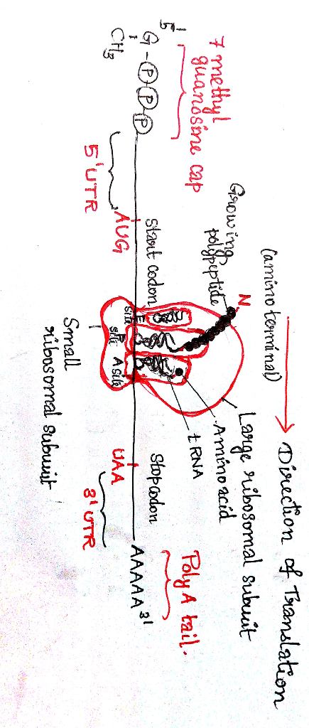 Camino termánat) Growing polypeptide > Direction of Translation Large ribosornal Subuit 7 methul Amino acid tRNA Polya tail.