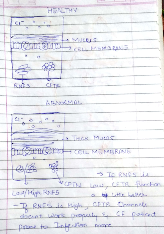 HEALTHY A MUCOS um OMDF CELL MEMBRANE RNES CEIR ABNORMAL THICK Mucos CEL MEMBRANE 1 If RNES is T & CFTN Low, CETR function Lo