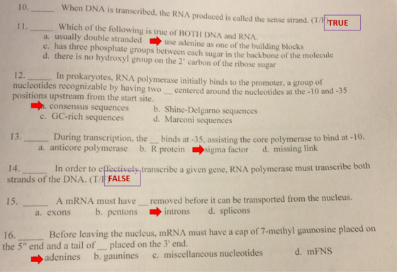 10. When DNA is transcribed, the RNA produced is called the sense strand. (T/ TRUE Which of the following is true of BOTH DNA