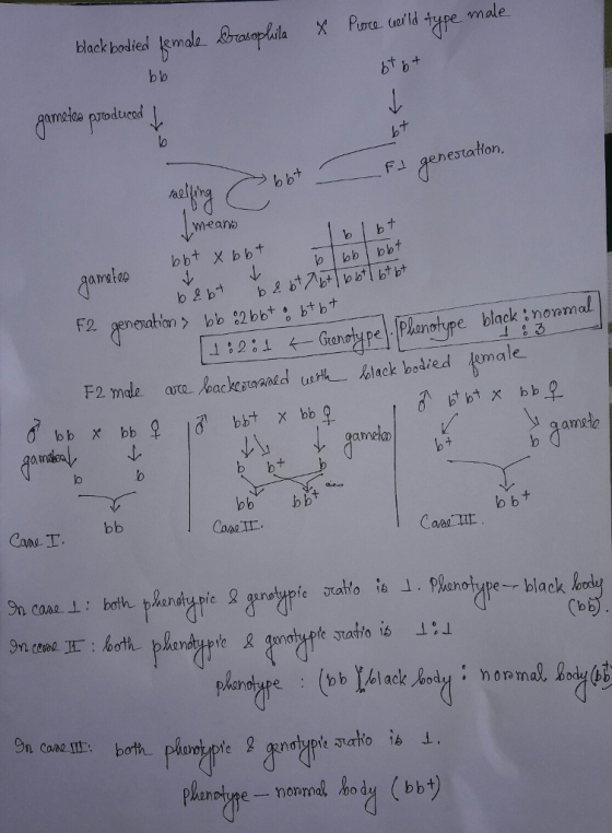 blaek bodied kemale rasophila X Prra teld type male btb+ mele prtodueed F genestaton meanb blbナ F2 generation > bb :2 bb+ obtyl Ganahy pe Planglype black nonmal F2 mle are leackeroad rk nck botied male aneło ameao Cane I b bt On cone L: both phe upe e noroma, bodub