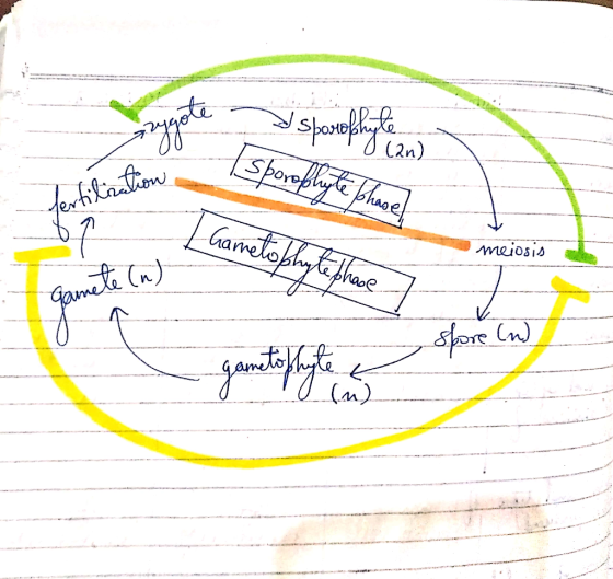 mote rogo di sporophylean) 71 fertilization sporophyle phase I Gametokhyte phase 7 meiosis (n) Gamete > Store (n) MAM