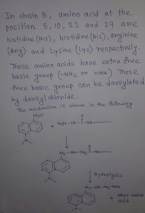 In chain B, amino acid at the position 5, 10, 22 and 29 ane histidine (His), histidi ne (His), anginine (Apg) and Lysine (Lys