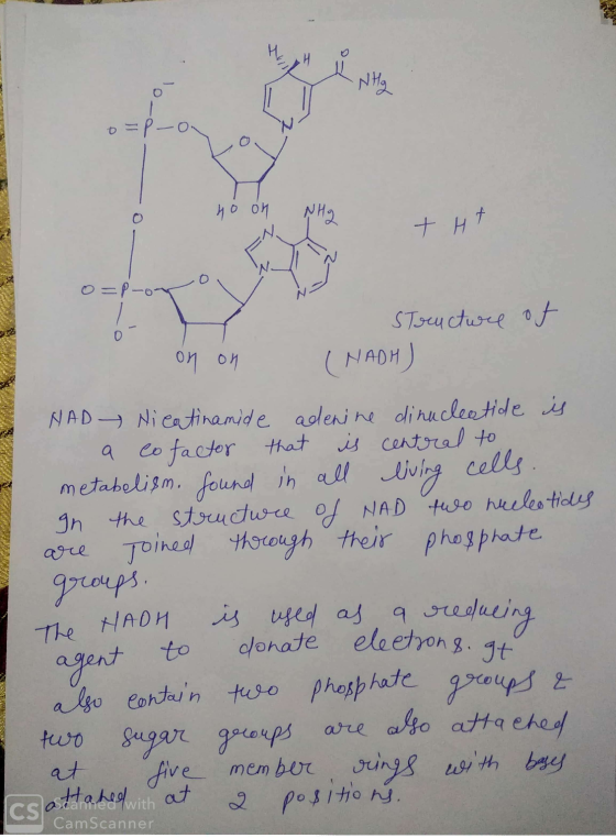 o=P-ON no on NH THA O=P-or Structure of (NADH) on on NAD Ni catinamide denine di nucleotide is a co factor that is central to