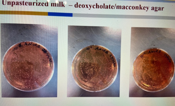 Unpasteurized milk – deoxycholate/macconkey agar