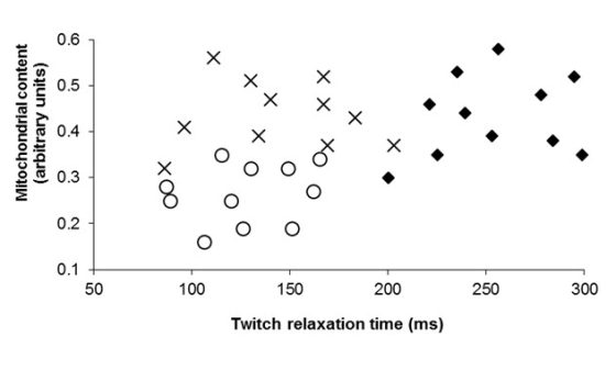 + ++ Mitochondrial content (arbitrary units) + x xx + x XOO to o 100 250 300 150 200 Twitch relaxation time (ms)