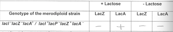 +Lactose Lactose Genotype of the merodiploid strain LacZ LacA Lacz LacA lacllacZ lacA* / lacl lacP lacZ lacA