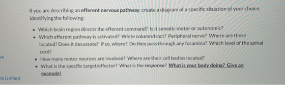 If you are describing an efferent nervous pathway, create a diagram of a specific situation of your choice, identifying the f