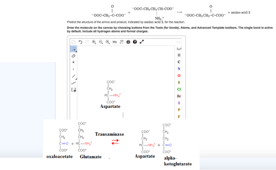 0 0 OoC-CH2 CH2 CH-COO OOC-CH2-C-COO OoC-C H2 CH2-Q-COO_ + amino acid 2 NHs Predict the structure of the amino acld product,