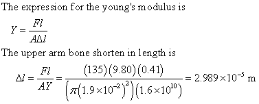 The expression for the youngs modulus is FL AAN The upper arm bone shorten in length is ds (135)(980)(041) = 2.989×10-5 m .